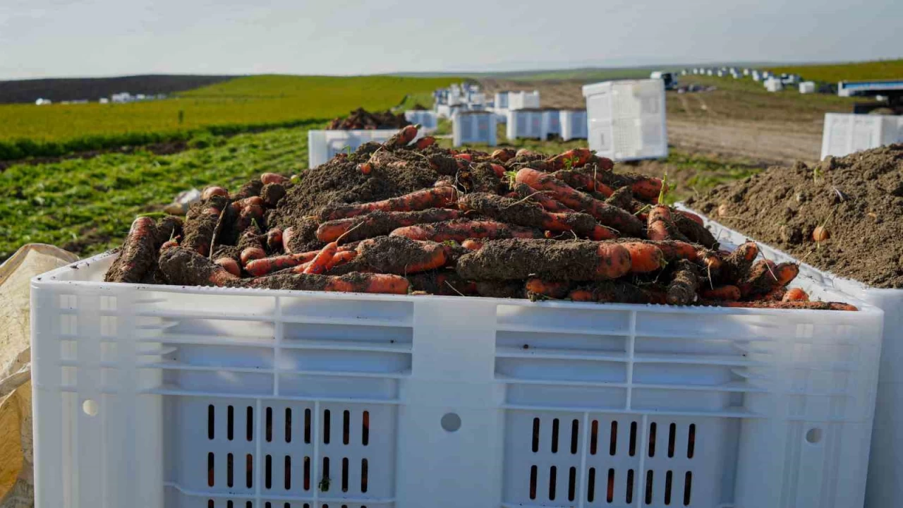 Beypazarı’nda Kışlık Havuç Sezonu Açıldı Rekor Verim Su Kıtlığı Gölgesinde Kaldı