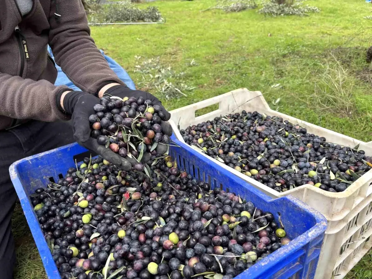 Bilecik'te Zeytin Hasadı Düşük Verimle Bitti Üretici Fiyat Farkına Tepkili!T