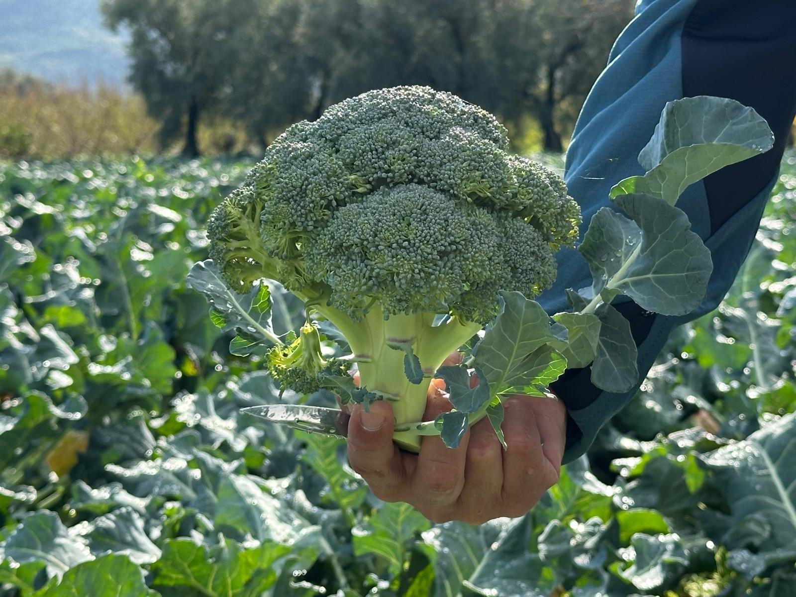 Brokoli Tarlada Ucuz, Pazarda Cep Yakıyor Üretici De Tüketici De Zarar Ediyor!F