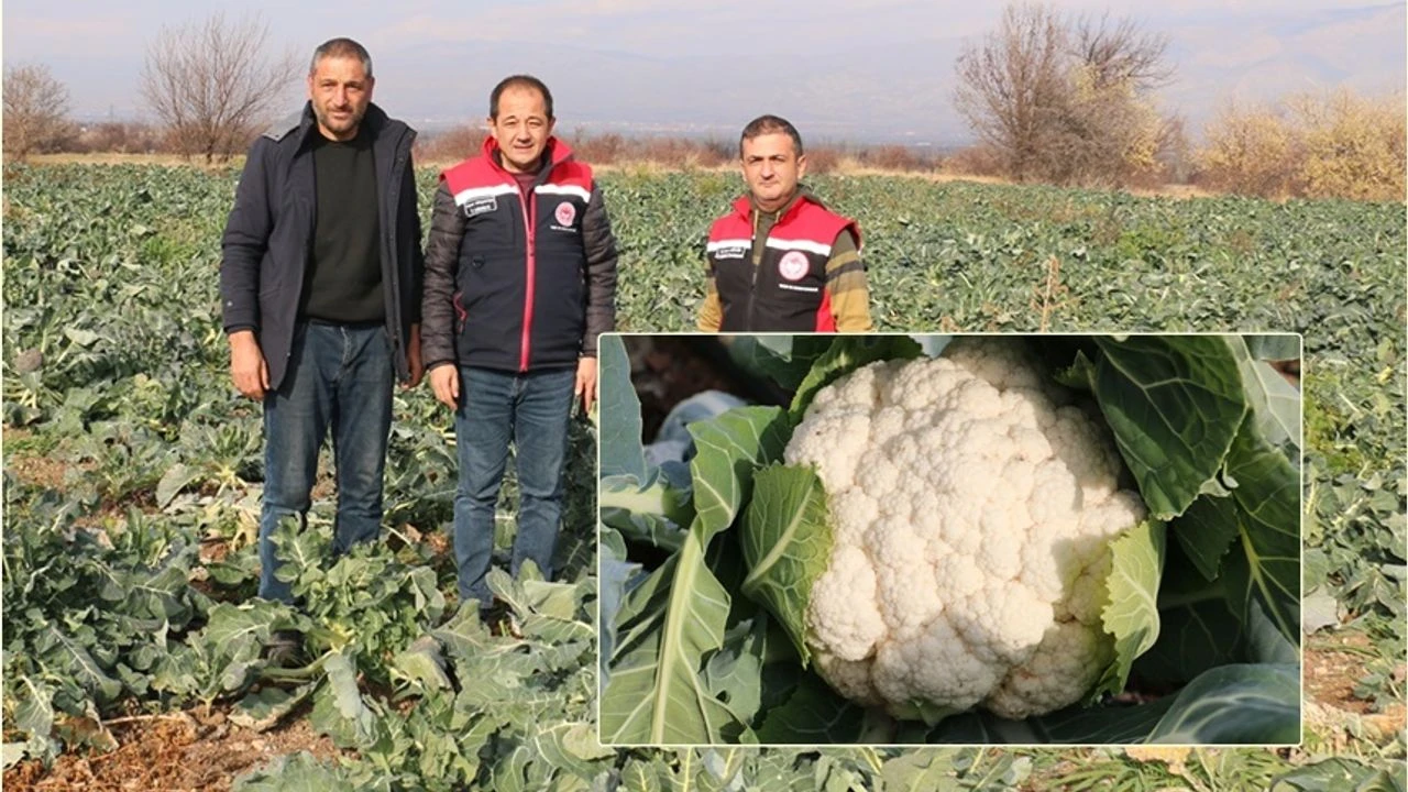 Erzincan’da Kış Ortasında Taze Sebze Mesaisi Başladı!