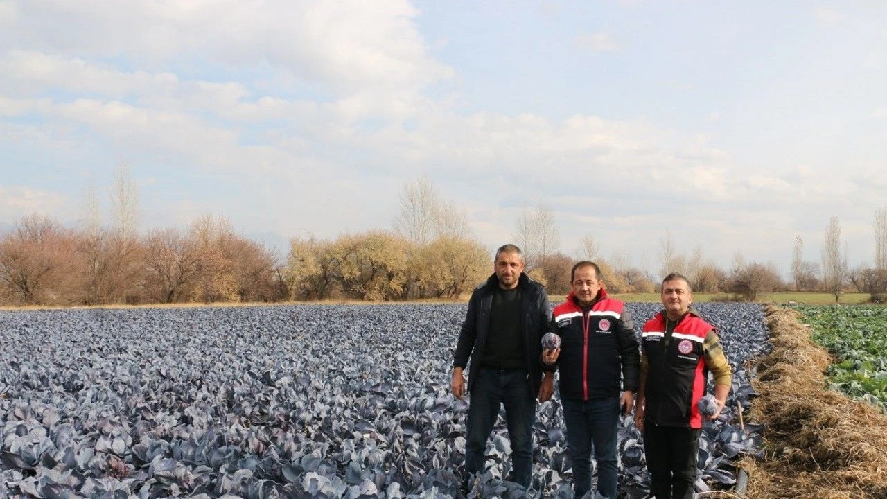 Erzincan’da Kış Ortasında Taze Sebze Mesaisi Başladı!Z