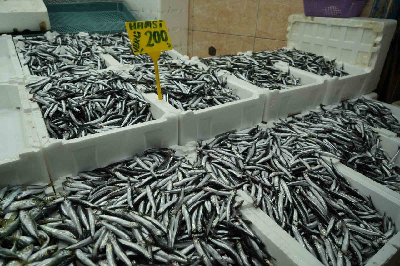 Hamsi Sevenlere Kötü Haber Bolluk Bitti, Fiyatlar Dörde Katlandı!