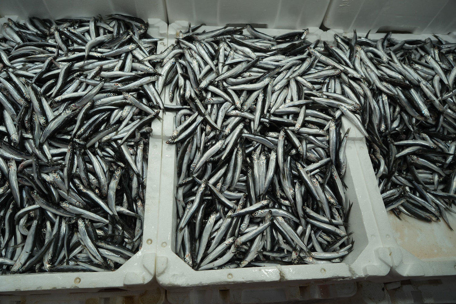 Hamsi Sevenlere Kötü Haber Bolluk Bitti, Fiyatlar Dörde Katlandı!S