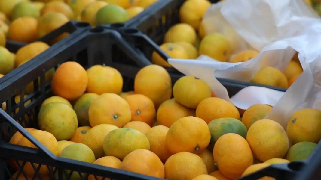 Hatay’da Mandalina Bolluğu Tarlada Fiyatlar 2 Tl’ye Kadar Geriledi 3