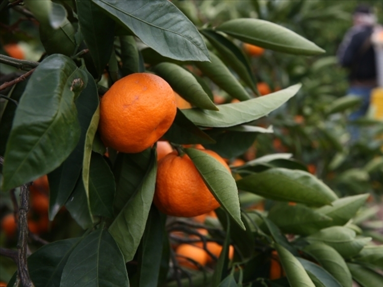 Hataylı Çiftçinin Mandalina Feryadı Üretici Zararda, Aracı Kârda! (2)