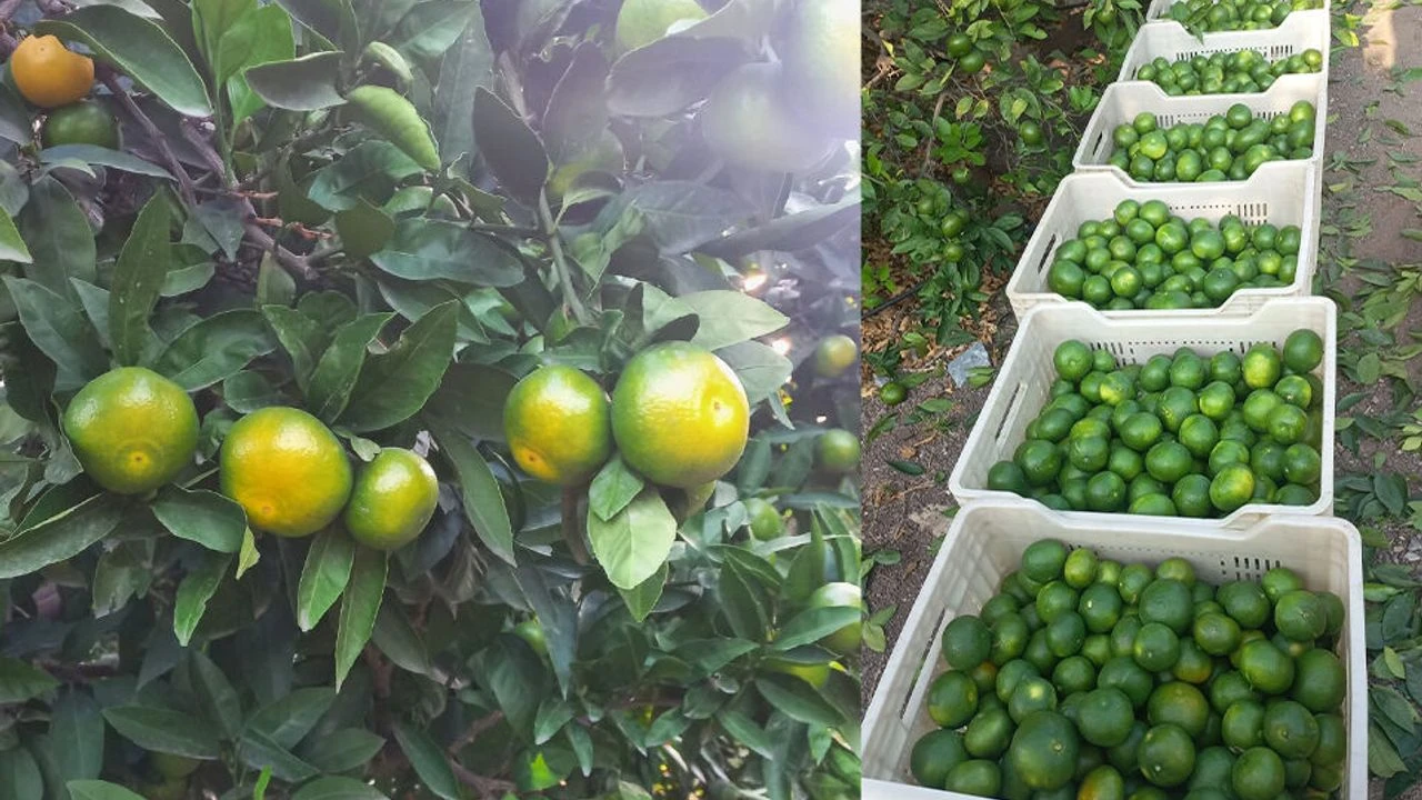 Hataylı Çiftçinin Mandalina Feryadı Üretici Zararda, Aracı Kârda!S