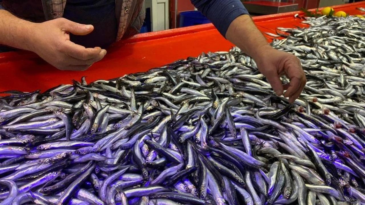 Hrize Hamsisi Bolu Pazarına Damga Vurdu Fiyatı 150 Tl’ye Düştü, Yoğun Ilgi Gördü!