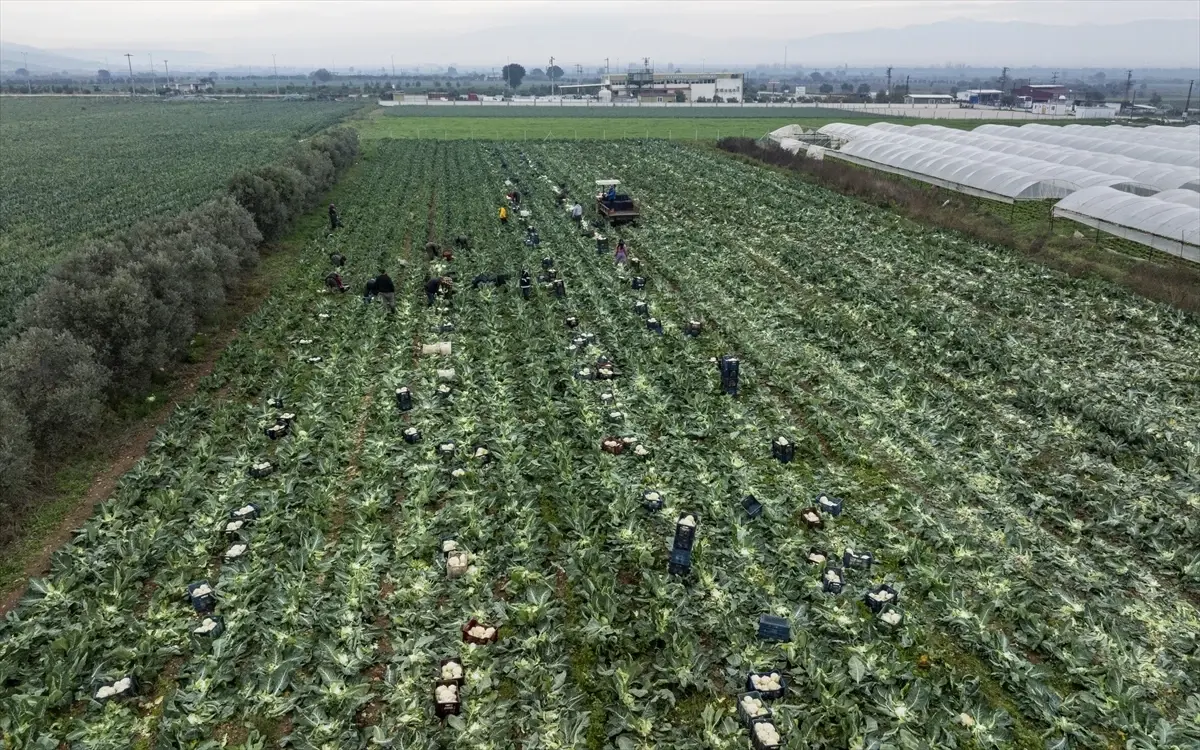 İzmir'de Brokoli Sezonu Açıldı Tarlada 15 Tl Olan Fiyat Pazarda Üçe Katlanıyor! (2)
