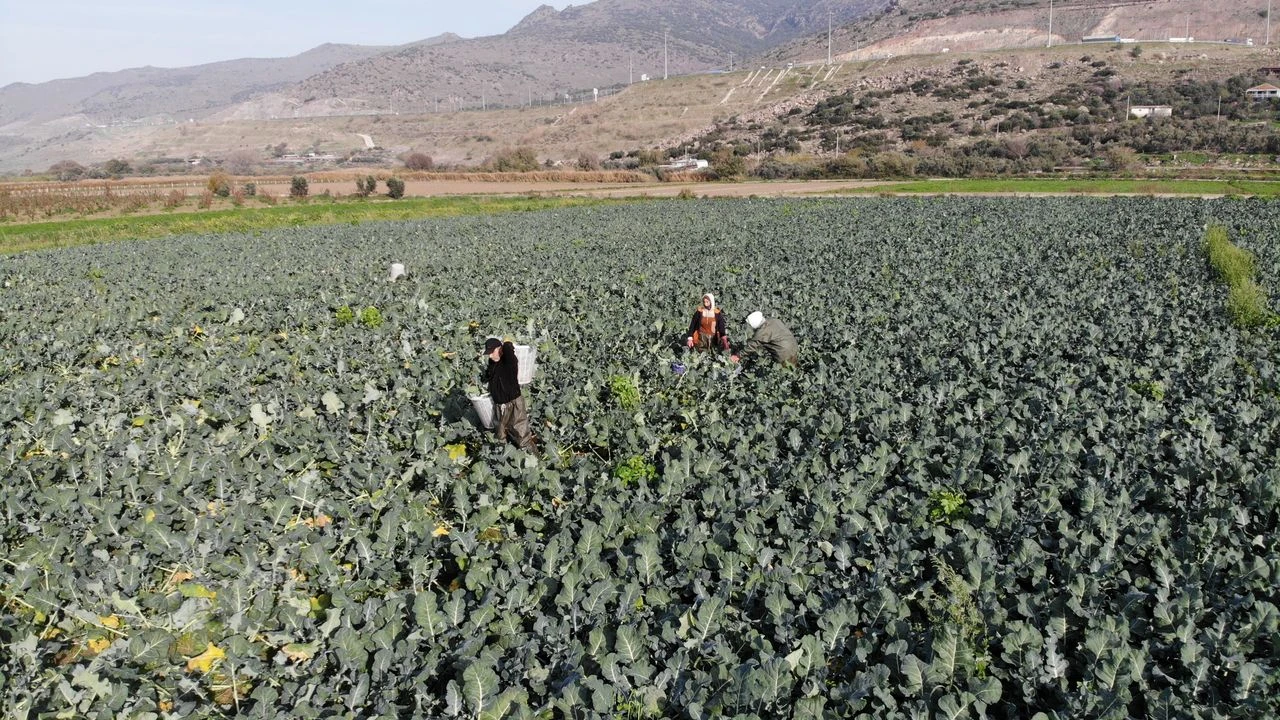 İzmir'de Brokoli Sezonu Açıldı Tarlada 15 Tl Olan Fiyat Pazarda Üçe Katlanıyor!A-1