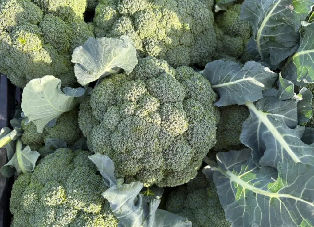 İzmir'de Brokoli Sezonu Açıldı Tarlada 15 Tl Olan Fiyat Pazarda Üçe Katlanıyor!S