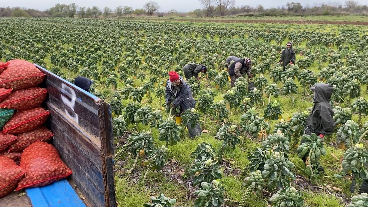 İznikli Üreticinin Sabrı Taştı Brüksel Lahanasında Fiyatlar Çakıldı!