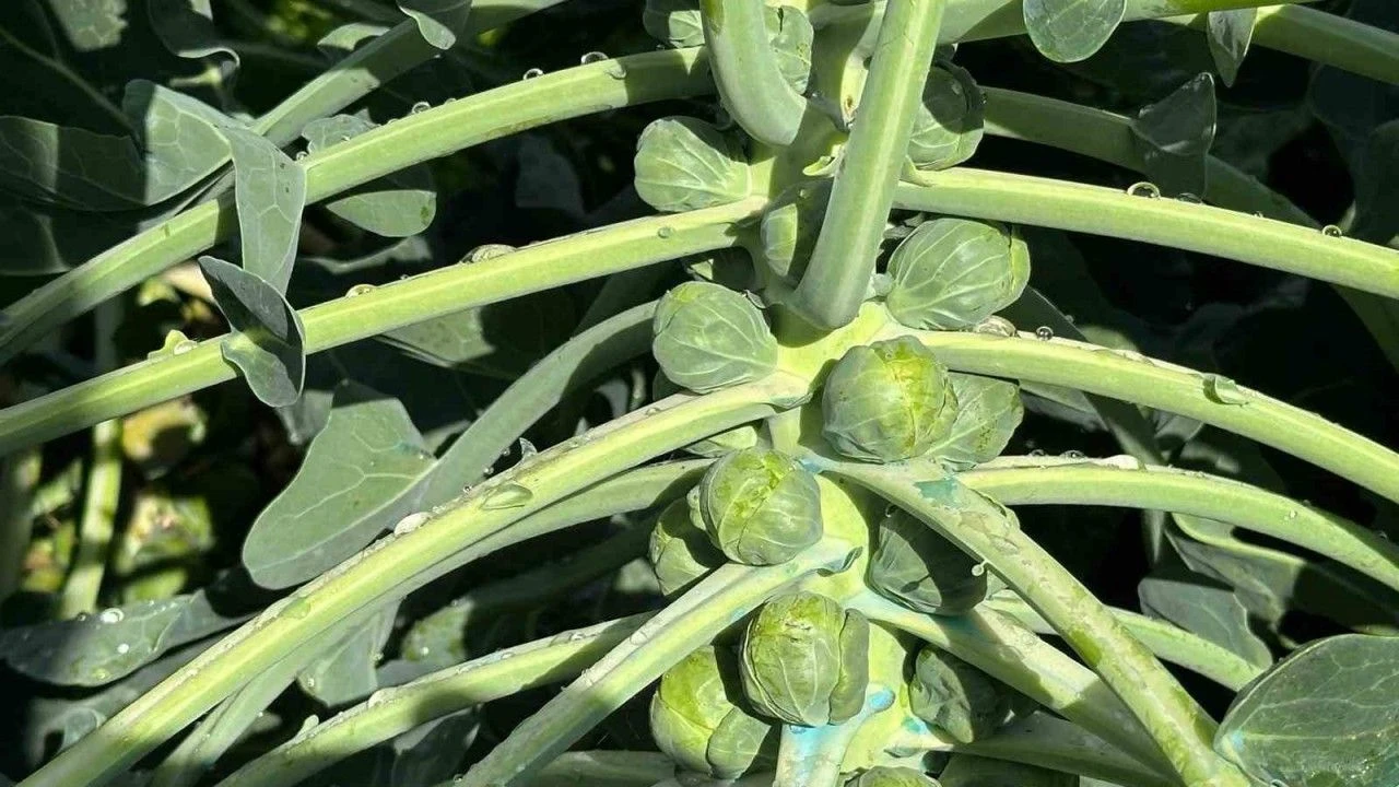 İznikli Üreticinin Sabrı Taştı Brüksel Lahanasında Fiyatlar Çakıldı!V
