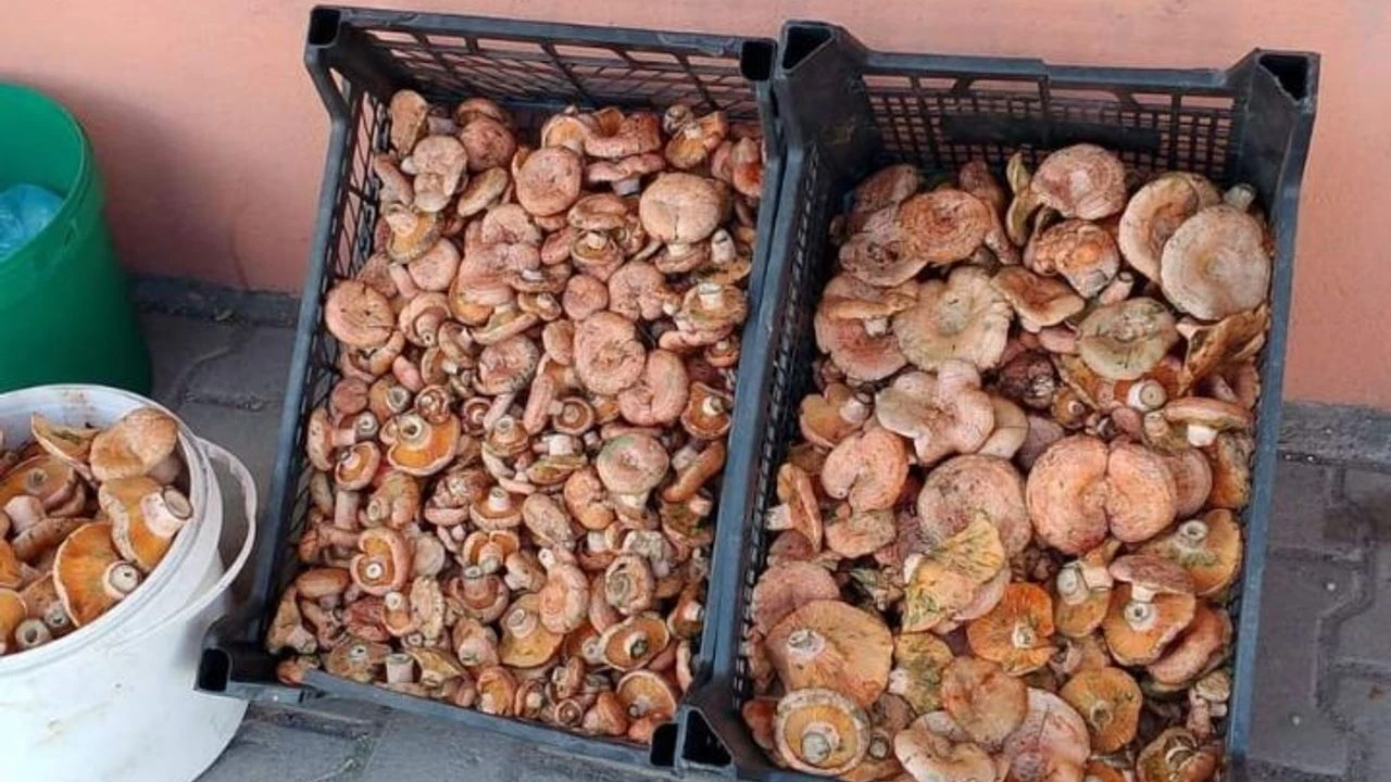 Kanlıca Mantarında Rekor Düşüş Yağışlarla Birlikte Kilosu 100 Tl Oldu!-1