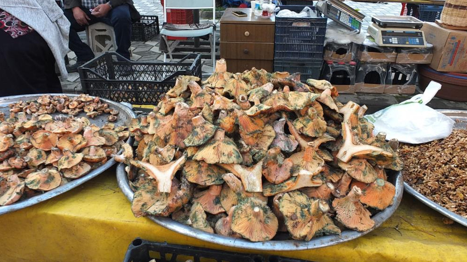 Kanlıca Mantarında Rekor Düşüş Yağışlarla Birlikte Kilosu 100 Tl Oldu!