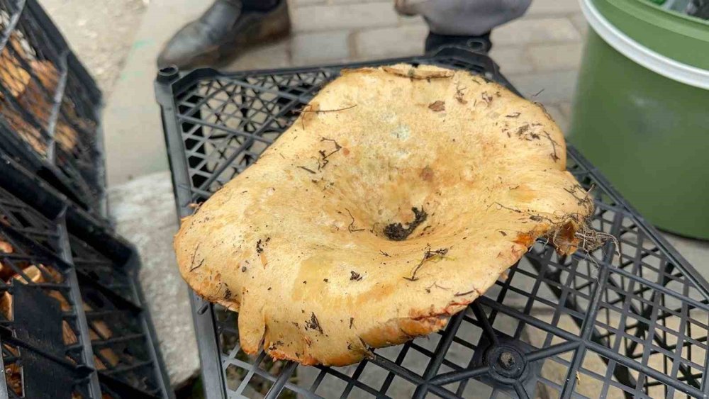 Kanlıca Mantarında Rekor Düşüş Yağışlarla Birlikte Kilosu 100 Tl Oldu!A