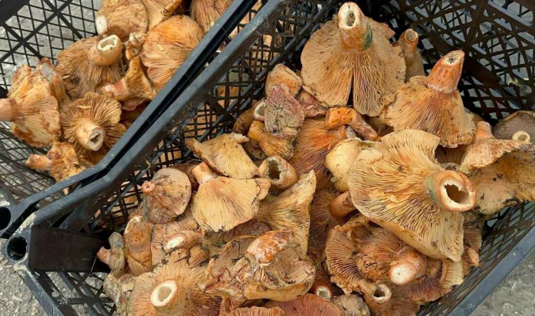 Kanlıca Mantarında Rekor Düşüş Yağışlarla Birlikte Kilosu 100 Tl Oldu!B