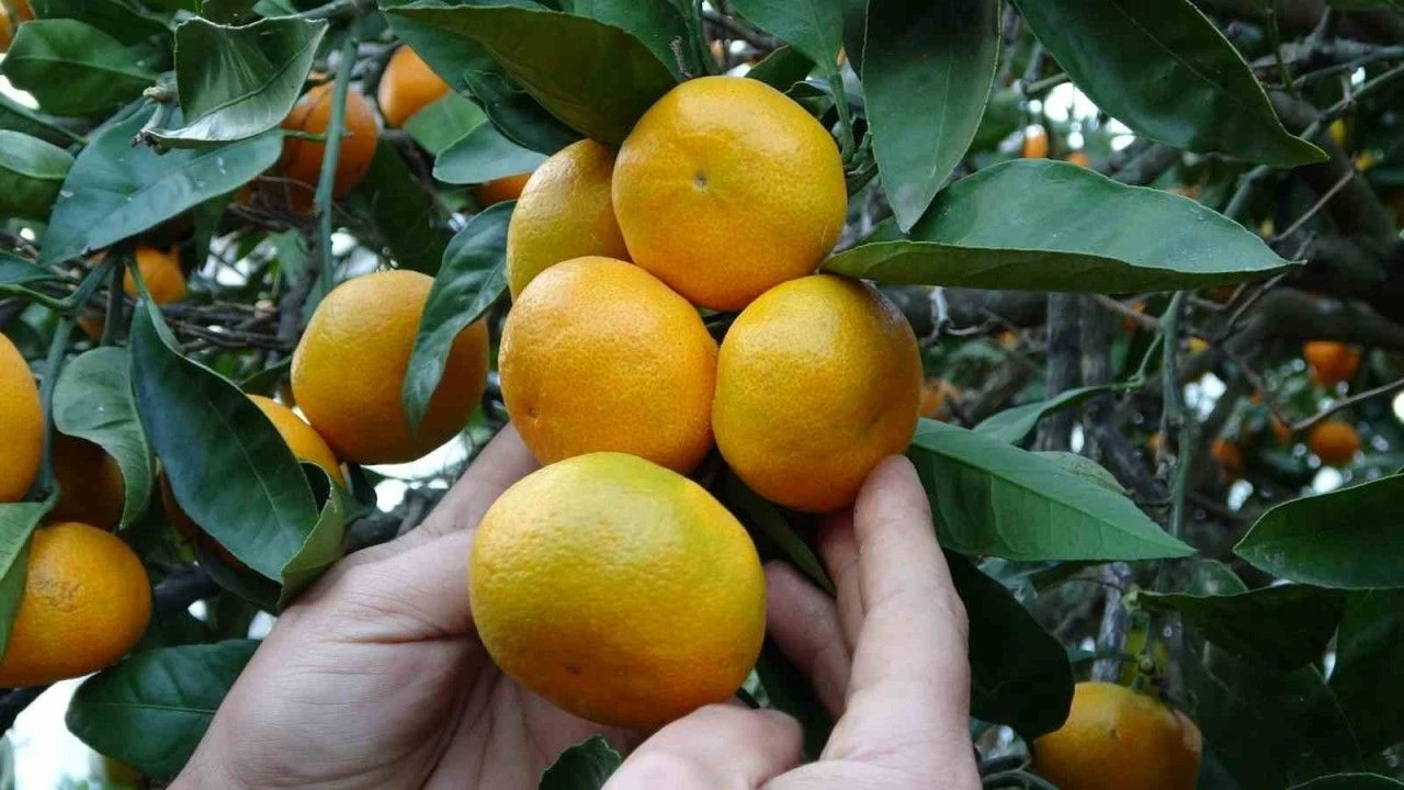 Karadeniz'de Fındıktan Sonra Şimdi De Mandalina O Ilde Narenciye Hasadı Başladı!G
