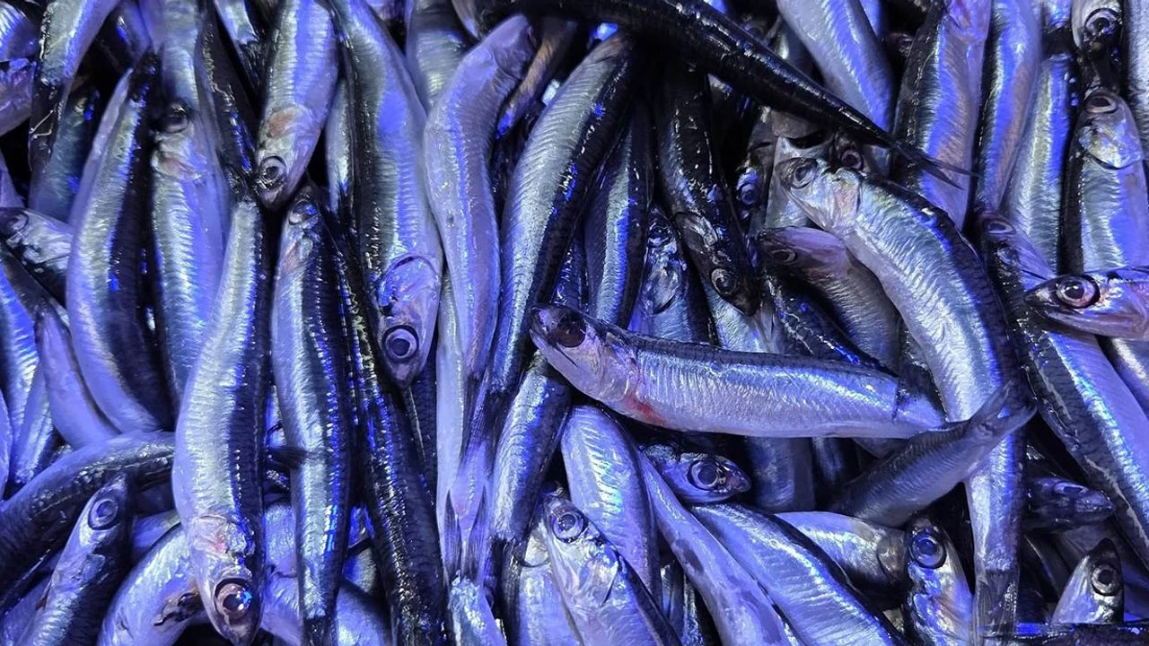 Karadeniz'in Favorisi Hamsi Fiyatı Üç Katına Çıktı!-3