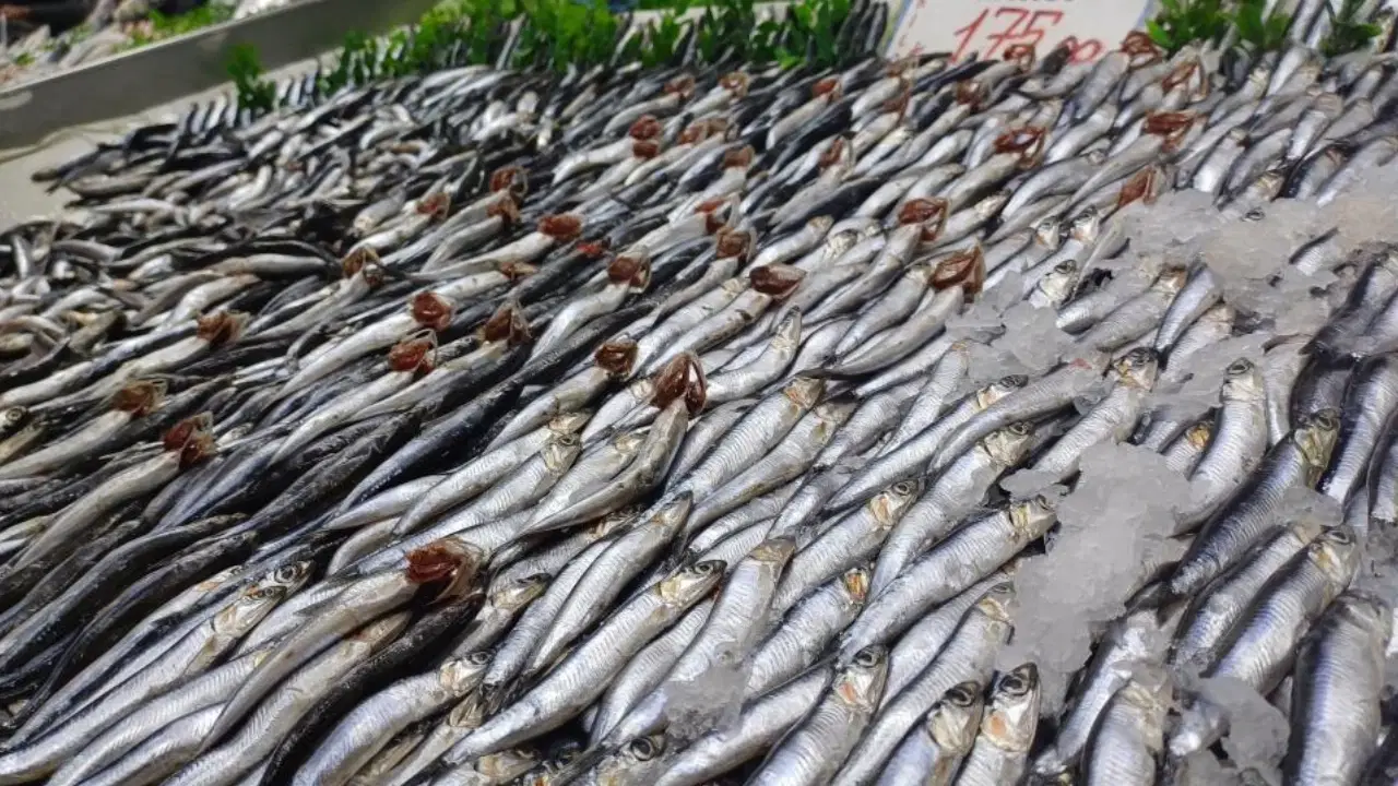 Kayseri Tezgahlarında Bereketli Sezon Palamut Azlığı Hamsi Bolluğuna Dönüştü!