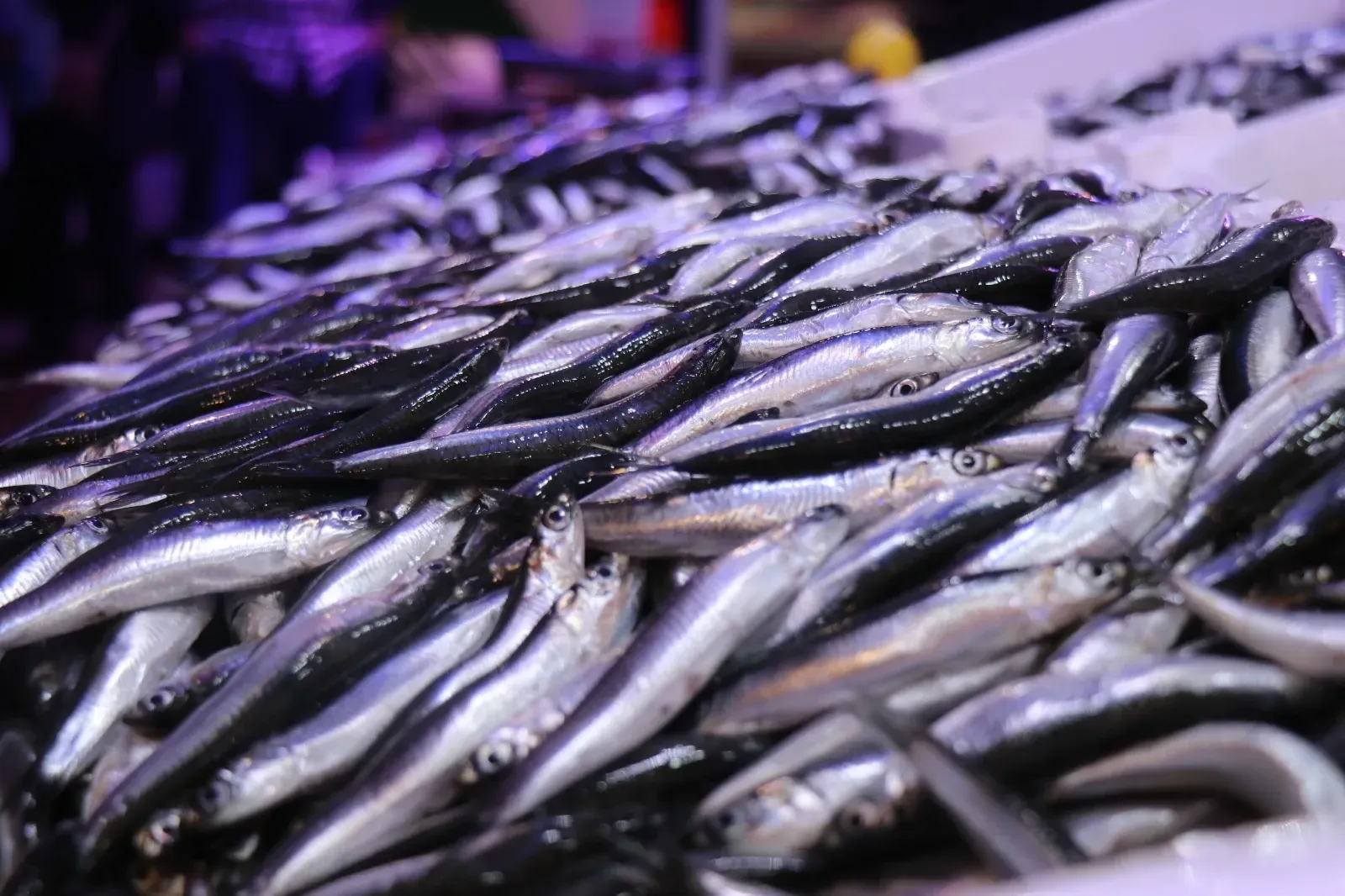 Kayseri Tezgahlarında Bereketli Sezon Palamut Azlığı Hamsi Bolluğuna Dönüştü!Z