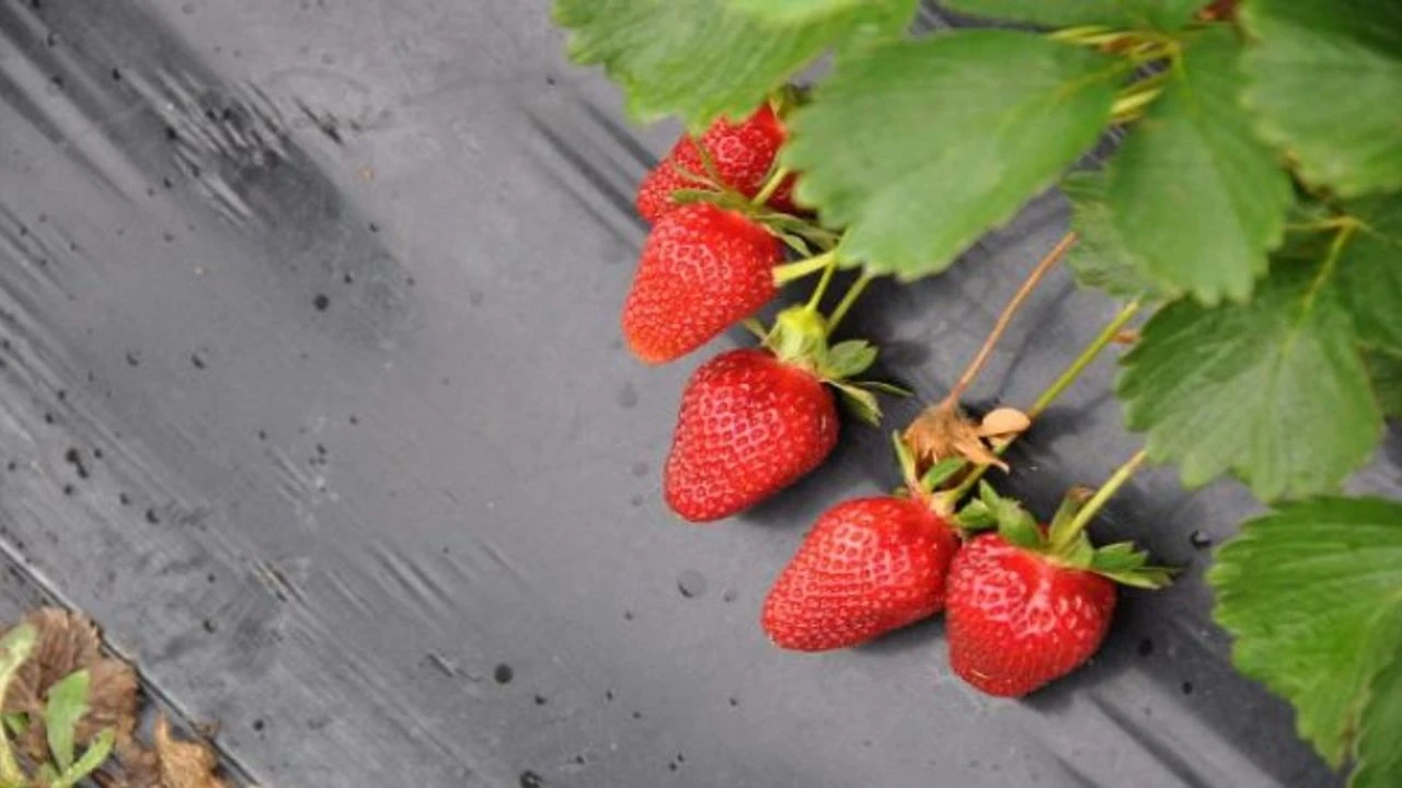 Kış Ortasında Çilek Bolluğu Kilosu 200 Liradan Kapış Kapış Satılıyor!