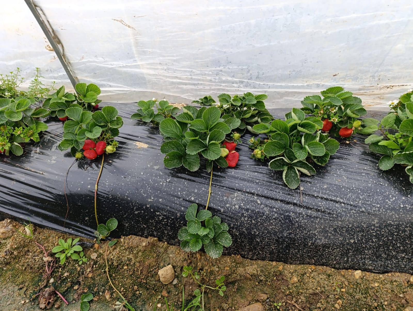 Kış Ortasında Çilek Bolluğu Kilosu 200 Liradan Kapış Kapış Satılıyor!G