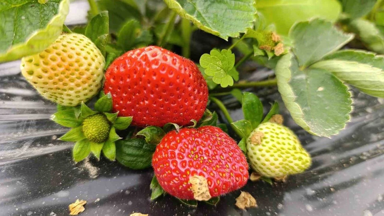 Kış Ortasında Çilek Bolluğu Kilosu 200 Liradan Kapış Kapış Satılıyor!H