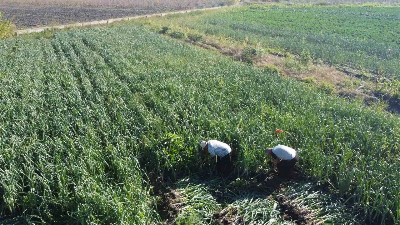 Kozan Pırasasında Rekolte Yüksek Üreticinin Yüzü Fiyattan Gülmedi!G-1