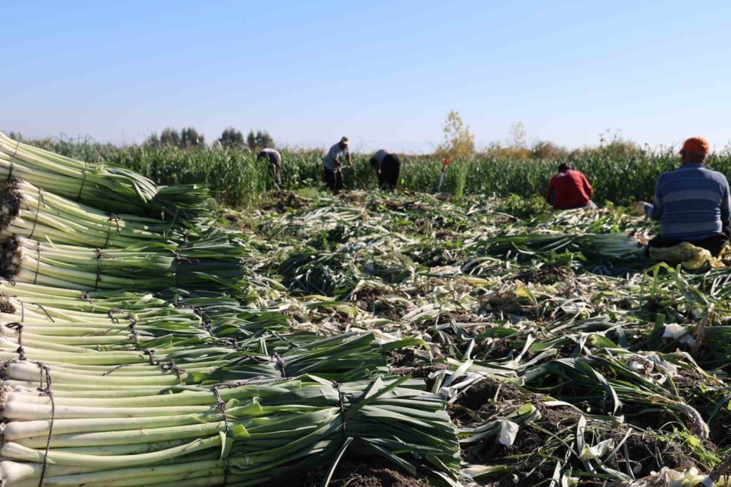 Kozan Pırasasında Rekolte Yüksek Üreticinin Yüzü Fiyattan Gülmedi!Q