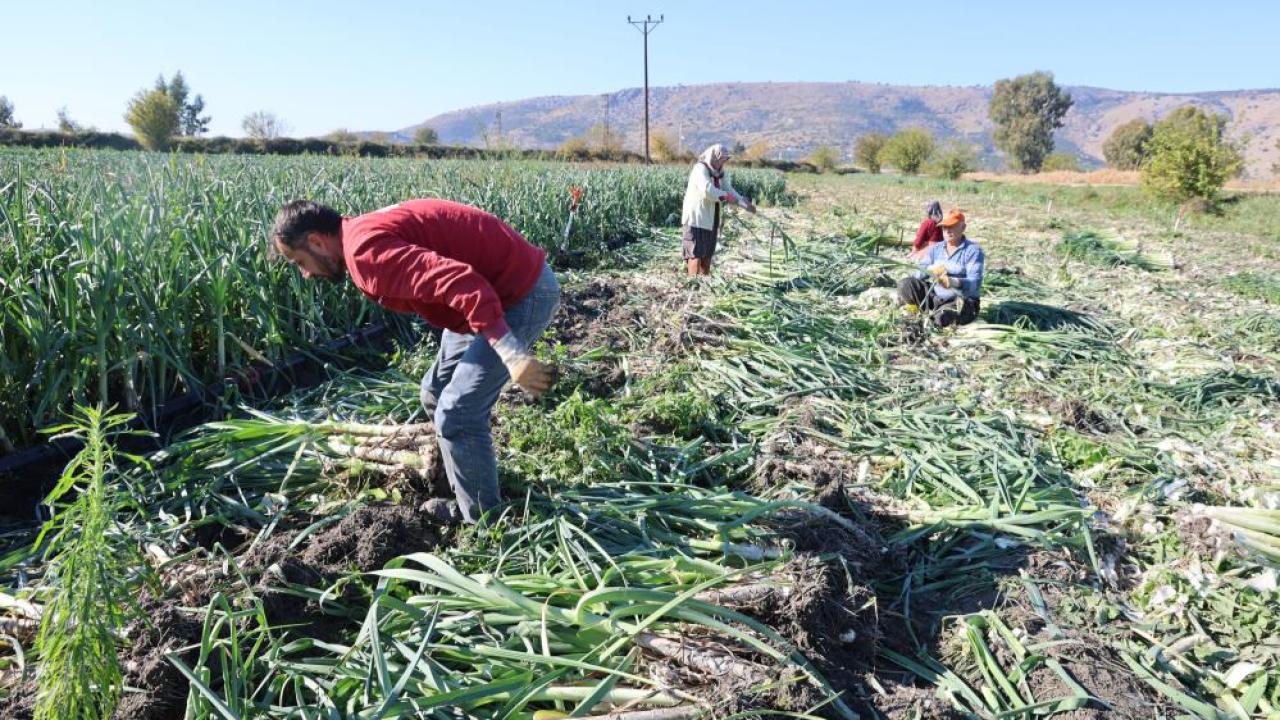 Kozan Pırasasında Rekolte Yüksek Üreticinin Yüzü Fiyattan Gülmedi!S-2