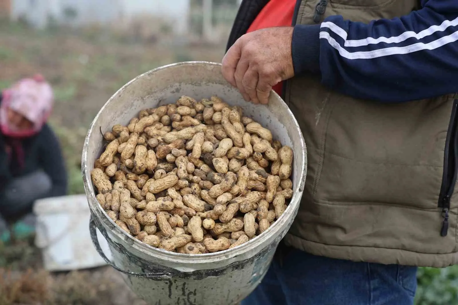 Kuraklık Vurdu, Verim Düştü Hatay'da Fıstık Fiyatları Uçtu!