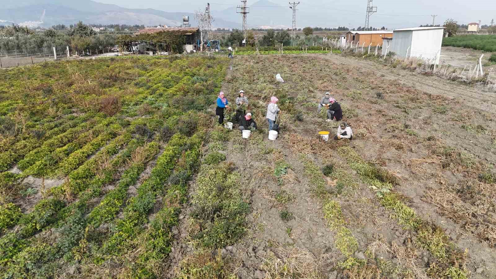 Kuraklık Vurdu, Verim Düştü Hatay'da Fıstık Fiyatları Uçtu!B
