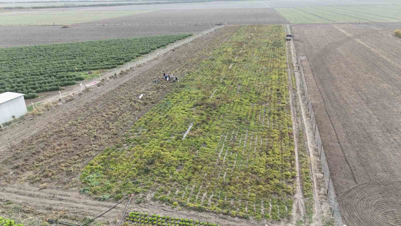 Kuraklık Vurdu, Verim Düştü Hatay'da Fıstık Fiyatları Uçtu!G
