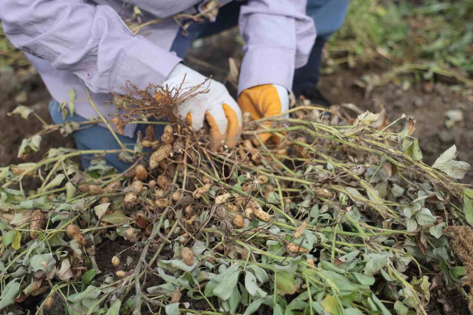 Kuraklık Vurdu, Verim Düştü Hatay'da Fıstık Fiyatları Uçtu!H (2)
