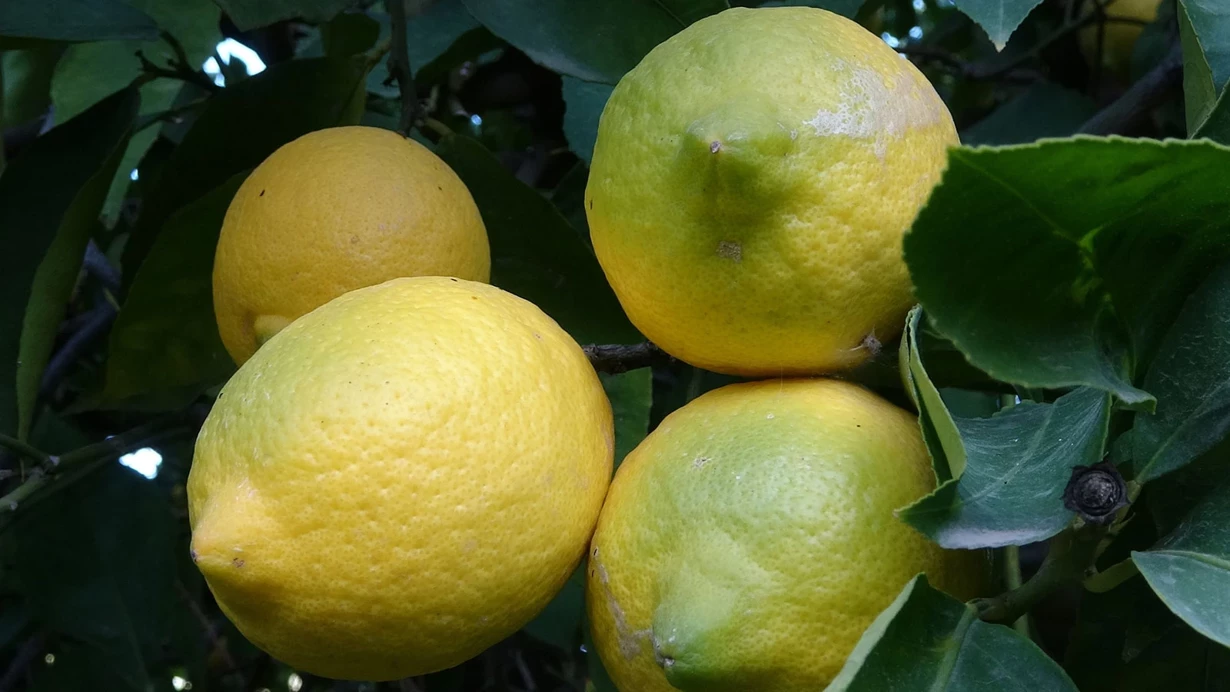 Mersin’de Yoğun Mesai Depoluk Limonda Sezon Açıldı, Yaz Aylarına Hazırlık Sürüyor!