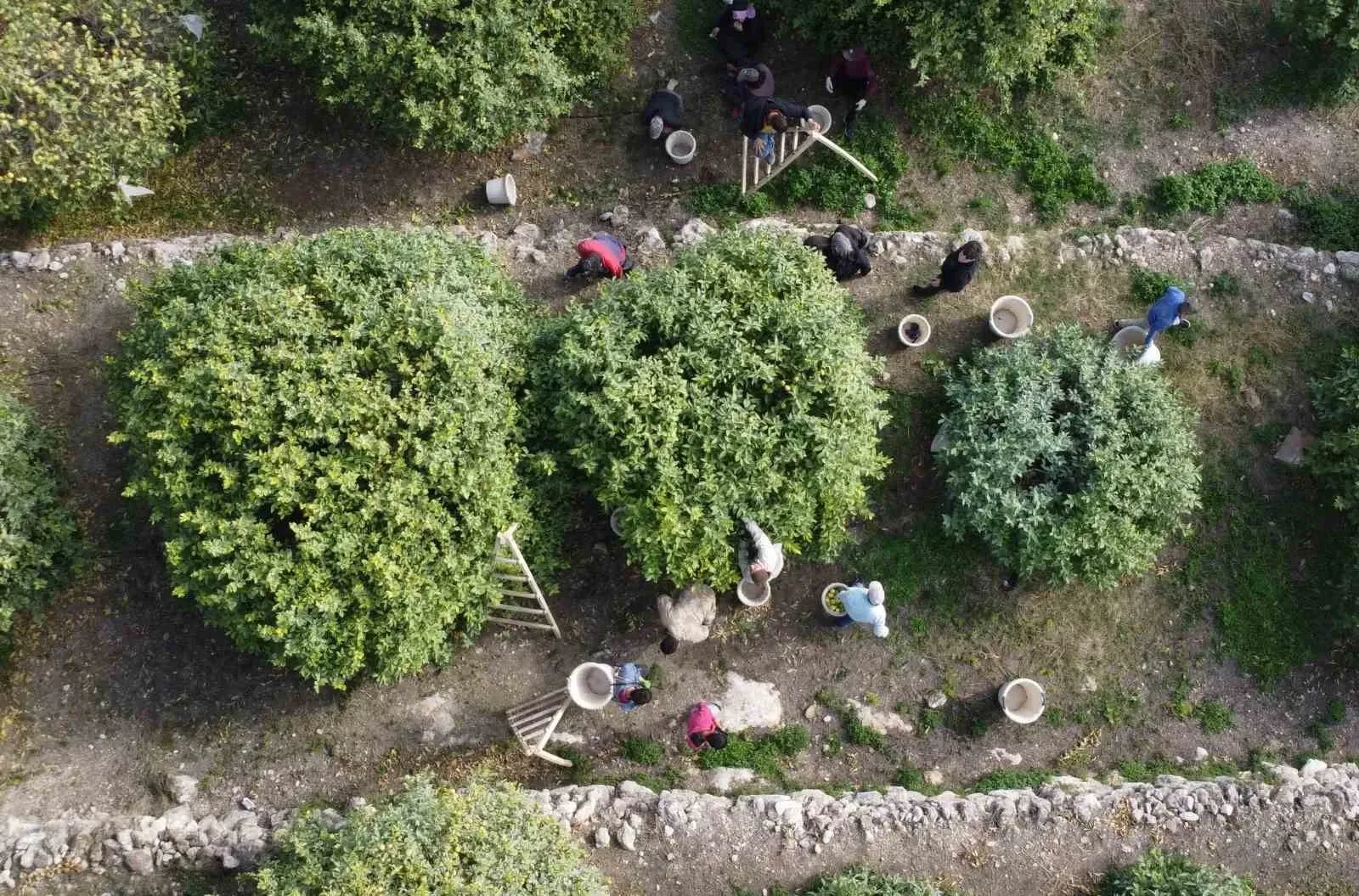 Mersin’de Yoğun Mesai Depoluk Limonda Sezon Açıldı, Yaz Aylarına Hazırlık Sürüyor!B