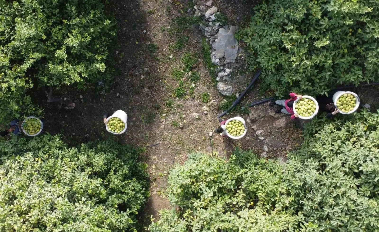 Mersin’de Yoğun Mesai Depoluk Limonda Sezon Açıldı, Yaz Aylarına Hazırlık Sürüyor!S-1