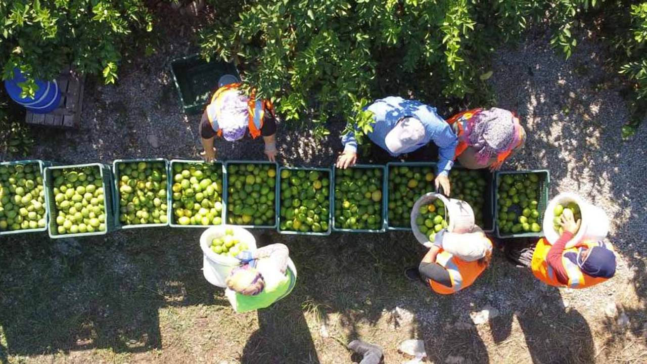 Mersin’de Yoğun Mesai Depoluk Limonda Sezon Açıldı, Yaz Aylarına Hazırlık Sürüyor!S