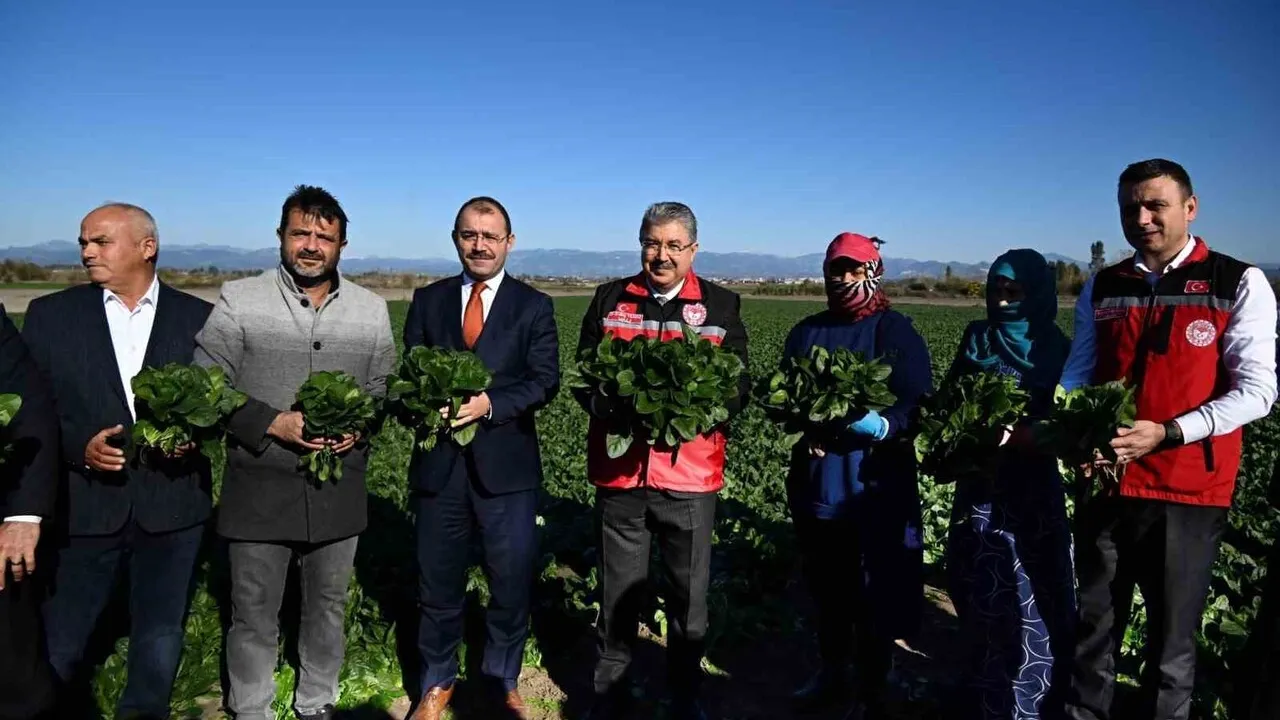 Osmaniye’de Ispanak Sezonu Açıldı Rekolte Hedefi 3 Bin Ton!S-1