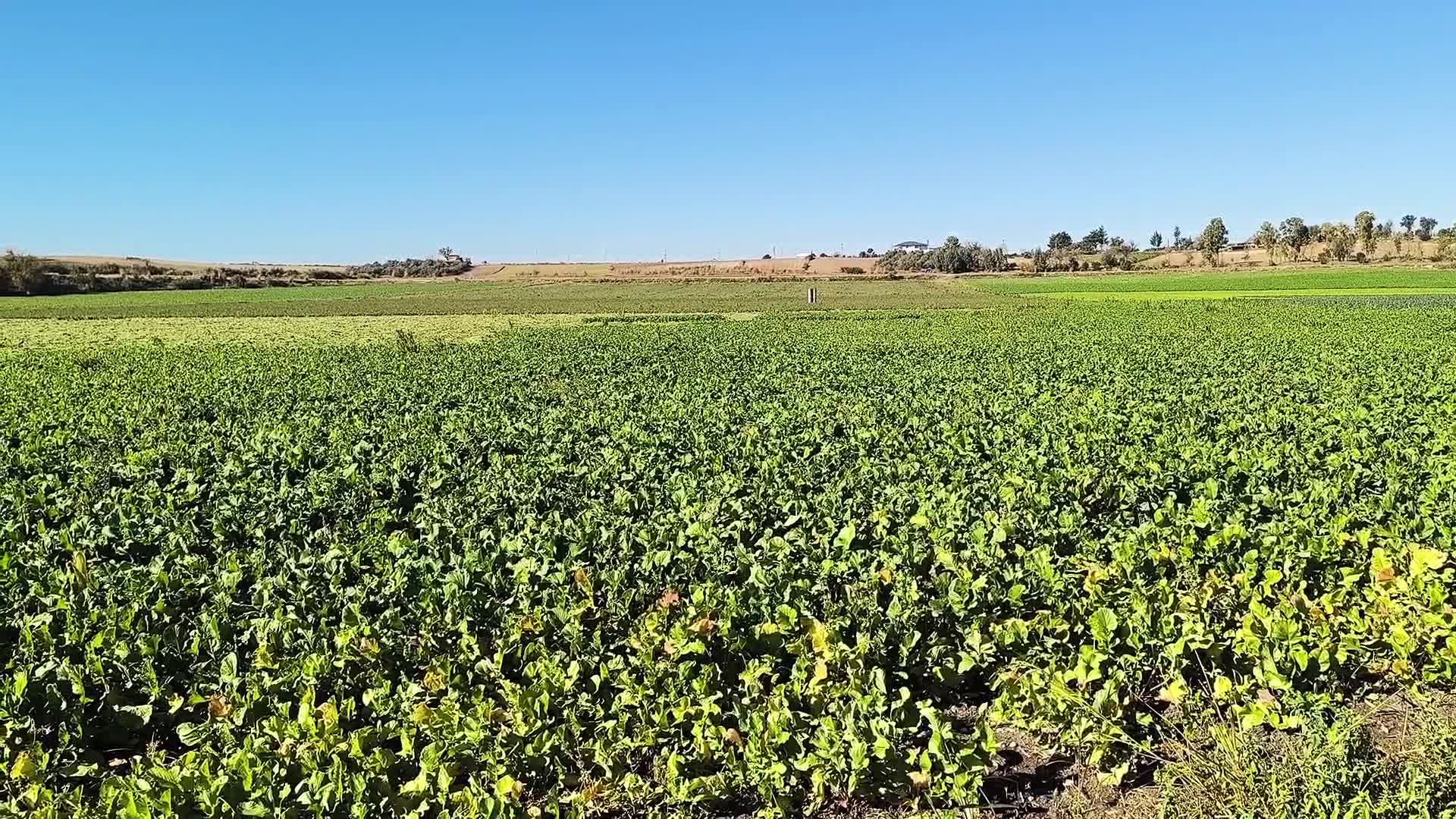 Osmaniye’de Ispanak Sezonu Açıldı Rekolte Hedefi 3 Bin Ton!S