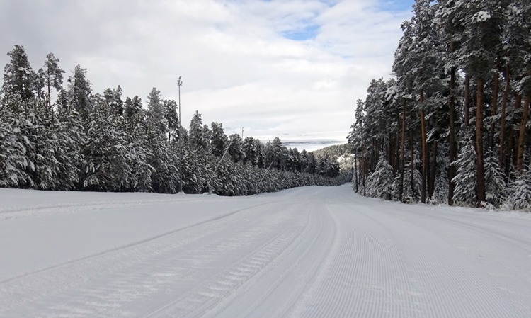 Sarıkamış’ta Kartpostallık Manzara Sarıçamlar Beyaza Büründü (1)