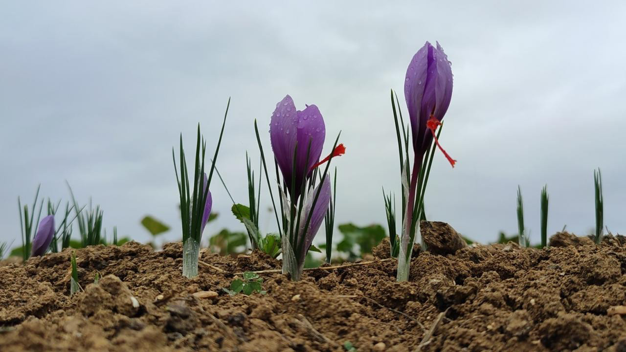Talep Patladı, Üretici Yetişemiyor Gramı 600 Tl'den Satılıyor!G-1