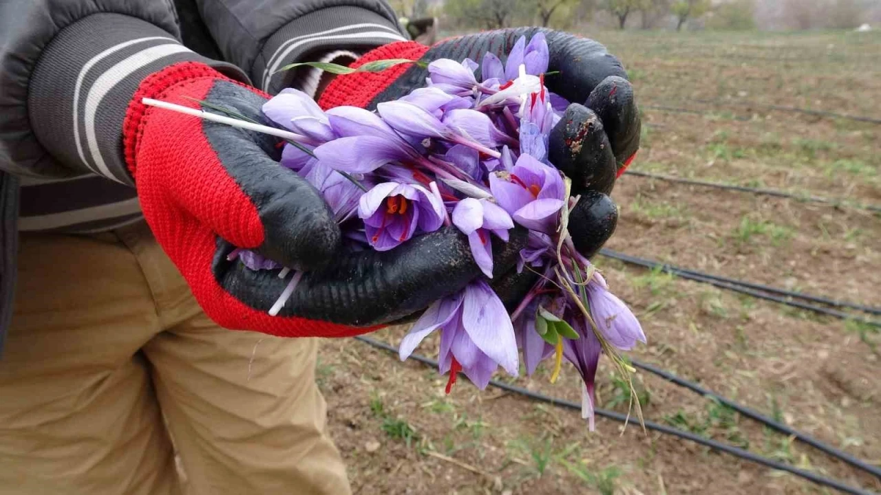 Talep Patladı, Üretici Yetişemiyor Gramı 600 Tl'den Satılıyor!H