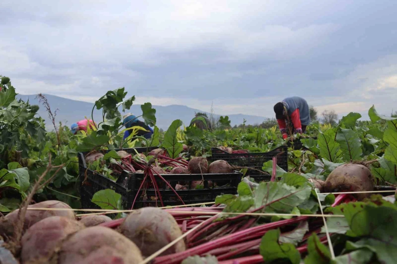 Tarlada 10 Tl, Tezgâhta 40 Tl Kırmızı Pancarda Fiyat Makası Üreticiyi Illallah Ettirdi!-2