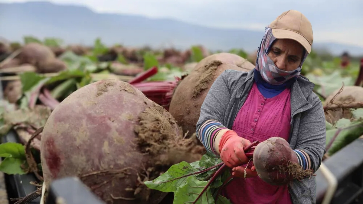 Tarlada 10 Tl, Tezgâhta 40 Tl Kırmızı Pancarda Fiyat Makası Üreticiyi Illallah Ettirdi!-3