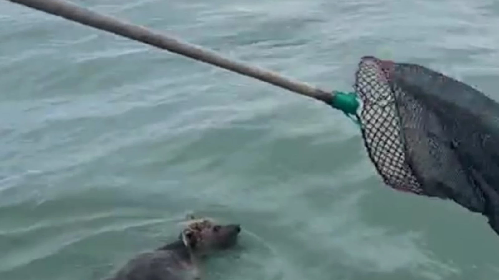 Giresun’da Şoke Eden Olay Balık Diye Çektiler, Ayı Çıktı!T