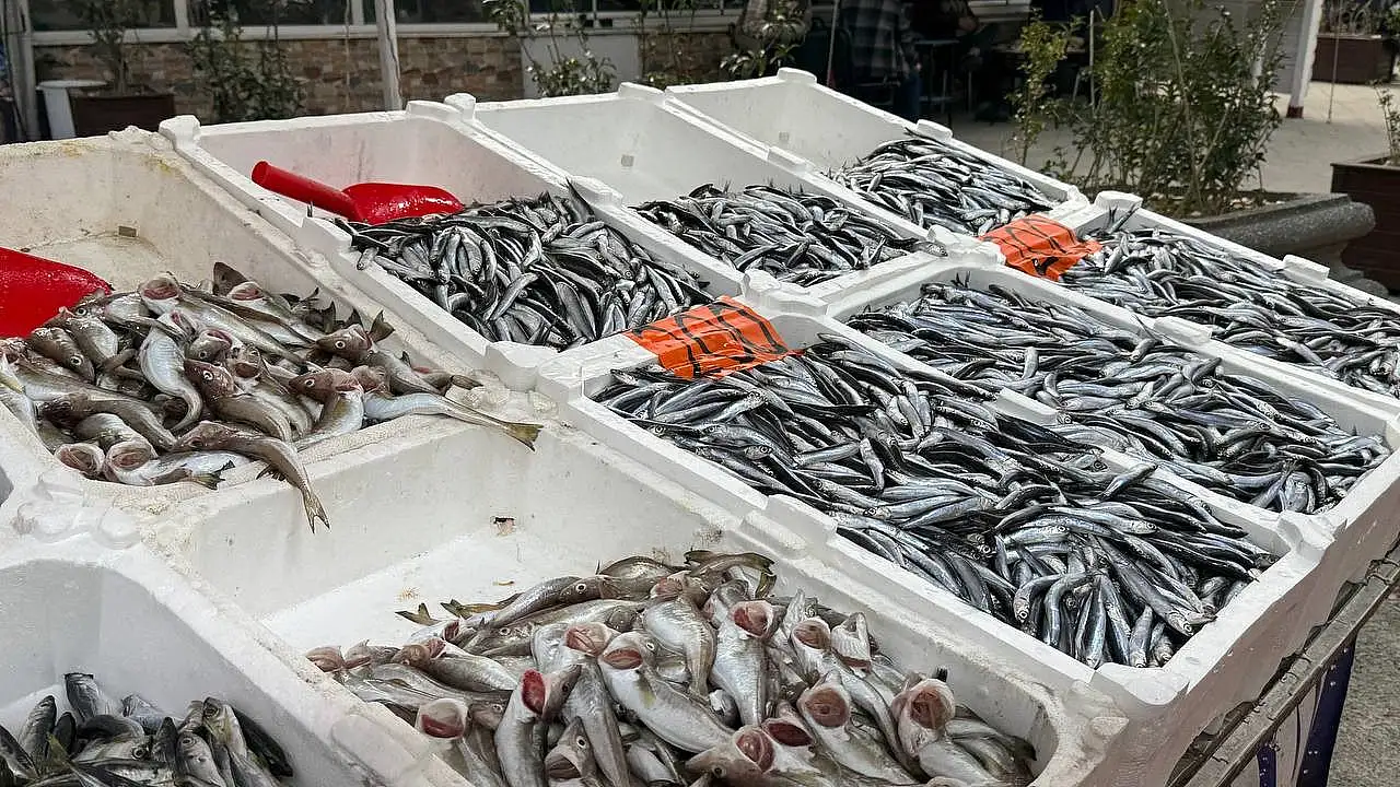 Zonguldak’ta Palamut Tezgâha Küstü Gözler Hamsiye Çevrildi! (2)-1