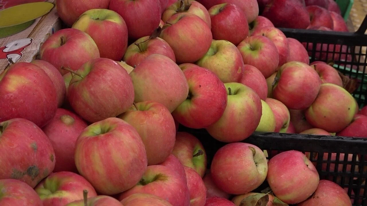 Amasya Misket Elması 'Yok' Satıyor 2 Bin Yıllık Lezzette 'Yıldız' Mesaisi!A-1