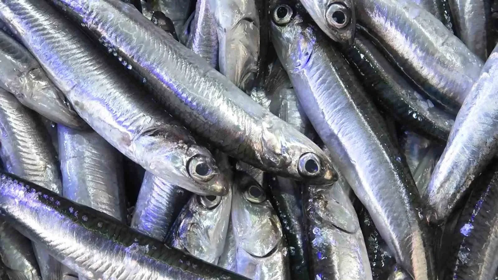 Karadeniz’de Hamsi Bereketi Son 10 Günün En Irisi Geldi! İşte Güncel Balık Fiyatları-1