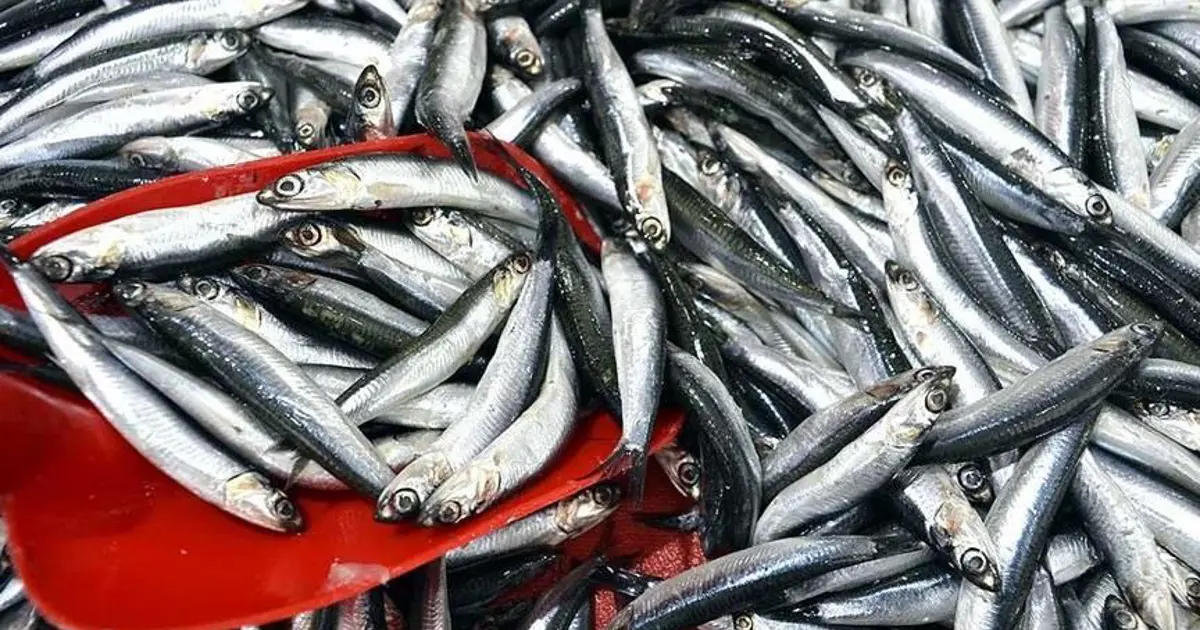 Zonguldak’ta Hamsi Sezona Damga Vurdu Kilimli Limanı’ndan 500 Ton Bereket Çıktı!G